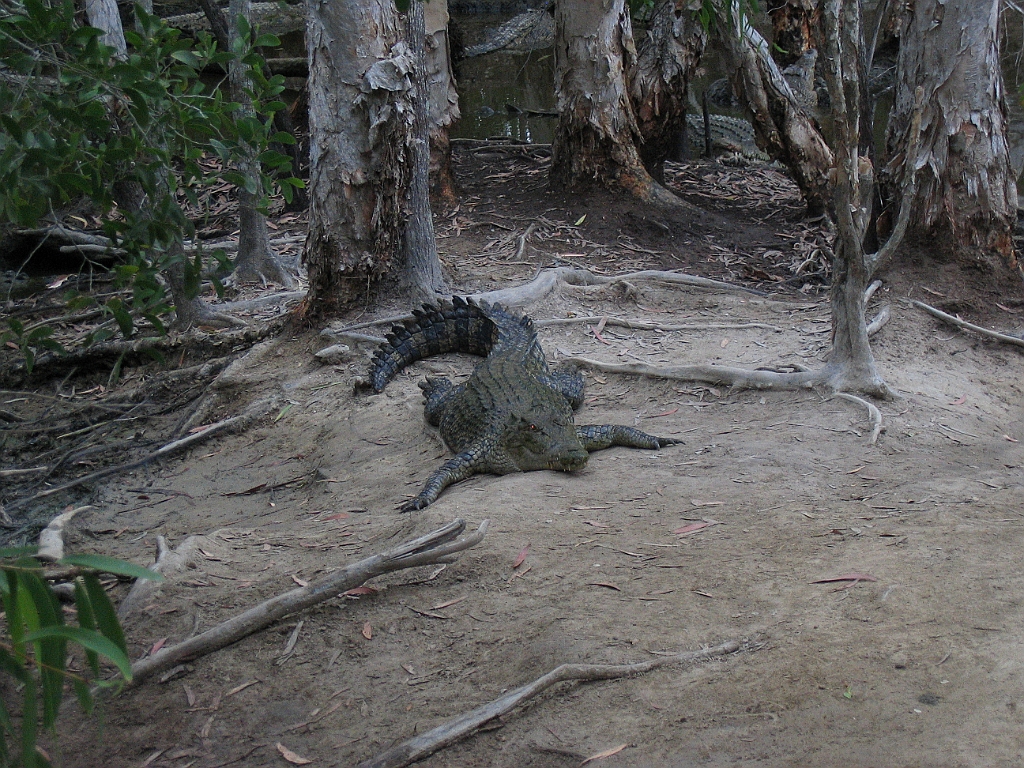 CairnsTC263 Wildlife Habitat.jpg